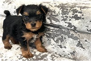 Emmie - Yorkshire Terrier - Yorkie for sale