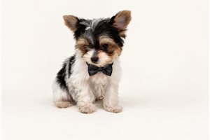 Princeton Bleu - Yorkshire Terrier - Yorkie for sale