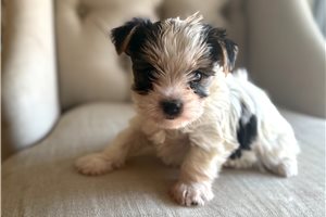 Tennie - puppy for sale