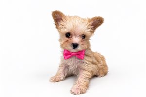 Kitty Pearl - puppy for sale