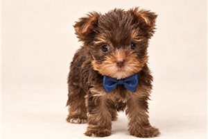 Truffles - Yorkie for sale