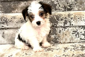 Jake - puppy for sale