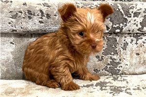 Totsy - Yorkshire Terrier - Yorkie for sale