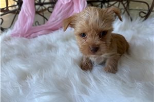 Libby - puppy for sale