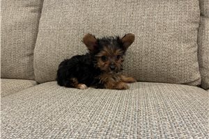 Beou - Yorkshire Terrier - Yorkie for sale