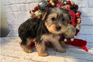 Robin - Yorkshire Terrier - Yorkie for sale