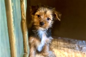 Reba - Yorkshire Terrier - Yorkie for sale