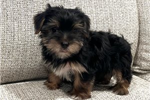 Snickers - Yorkshire Terrier - Yorkie for sale