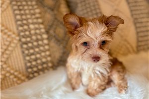Scamp - Yorkshire Terrier - Yorkie for sale