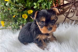Posie Lyn - puppy for sale