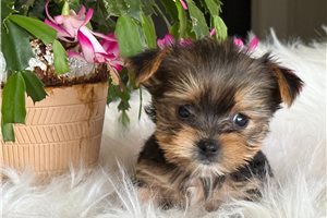 Joli - Yorkshire Terrier - Yorkie for sale