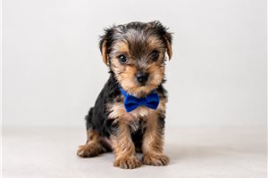 Dash Wilder - puppy for sale