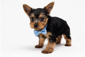 Winston Bleu - Yorkshire Terrier - Yorkie for sale