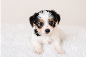 Ryder Brooks - Yorkshire Terrier - Yorkie for sale