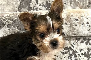 Rally - puppy for sale