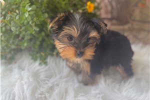 Jett - Yorkshire Terrier - Yorkie for sale