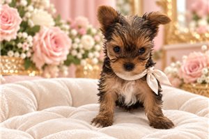 Chanelle Rose - puppy for sale