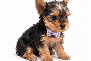 Millie Rose - Yorkshire Terrier - Yorkie, placed in Oklahoma City