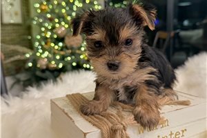 Rigley - Yorkshire Terrier - Yorkie for sale