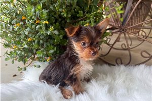 Benjamin - Yorkshire Terrier - Yorkie for sale