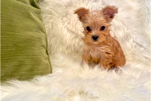 Gizmo - Yorkshire Terrier - Yorkie for sale