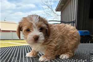Hattie - puppy for sale