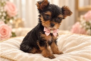 Gigi Belle - Yorkshire Terrier - Yorkie, placed in Oklahoma City