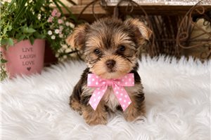 Sadie Belle - puppy for sale