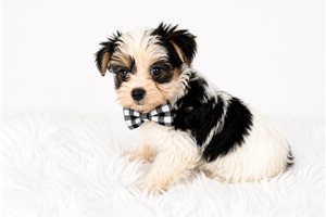 Ziggy Brooks - Yorkshire Terrier - Yorkie for sale