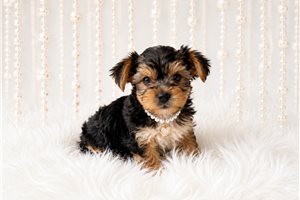 Poppy Pearl - puppy for sale