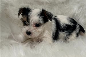 Chiwi - Yorkshire Terrier - Yorkie for sale