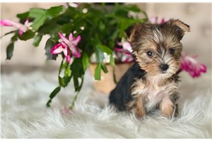 Jagger - puppy for sale