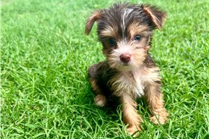 Jaci - Yorkshire Terrier - Yorkie for sale