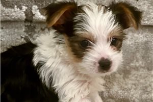 Nick - puppy for sale
