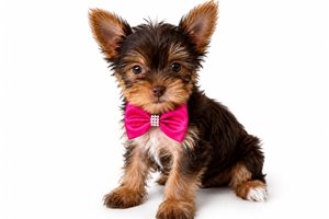 Posie Kate - Yorkshire Terrier - Yorkie for sale