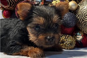 Kaitlyn - Yorkshire Terrier - Yorkie for sale