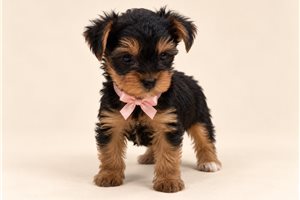 Sosha Deville - Yorkie for sale