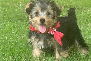 Legand - Yorkshire Terrier - Yorkie for sale