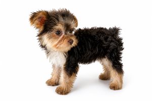 Sterling - Yorkshire Terrier - Yorkie for sale