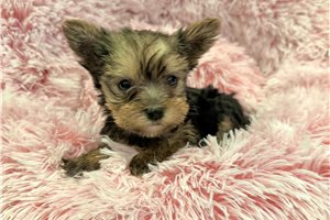 Remy - Yorkshire Terrier - Yorkie for sale
