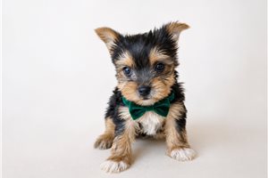 Jasper Beau - Yorkshire Terrier - Yorkie for sale