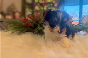 Braveheart - Yorkshire Terrier - Yorkie for sale
