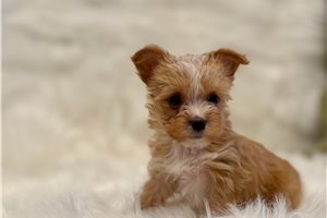 Bennet - puppy for sale