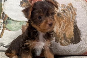Ledger - Yorkshire Terrier - Yorkie for sale