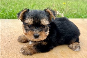 Fifi - Yorkshire Terrier - Yorkie for sale