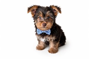 Harlow Bleu - puppy for sale