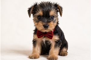 Arlo Dean - puppy for sale