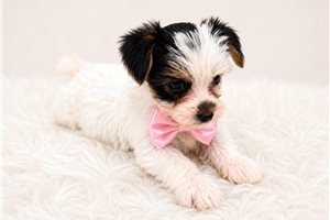 Millie Kate - Yorkshire Terrier - Yorkie for sale