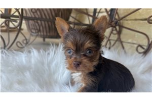 Benjamin - puppy for sale