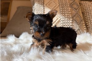 Roco - Yorkshire Terrier - Yorkie for sale